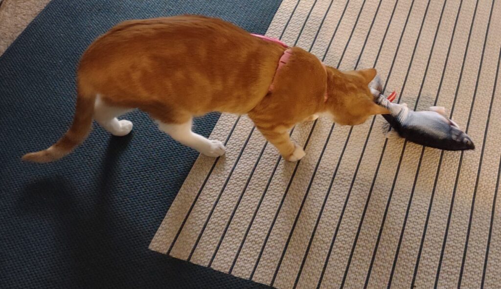 cat playing with toy fish